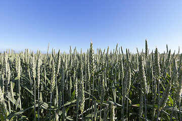 Image showing agricultural field wheat