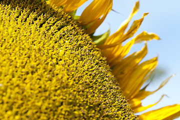 Image showing photographed close-up of a sunflower