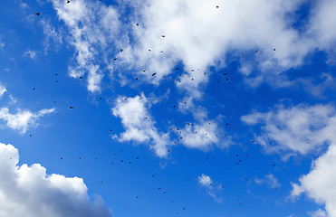 Image showing birds flying in the sky