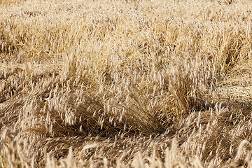 Image showing ripe yellow cereals