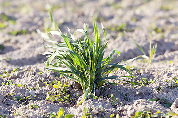 Image showing young grass plants, close-up