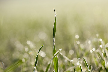 Image showing young grass plants, close-up