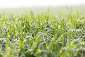 Image showing young grass plants, close-up