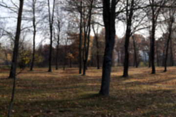 Image showing autumn in the park