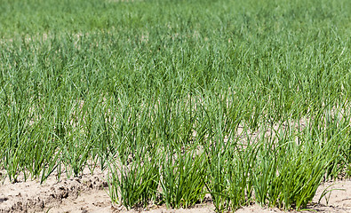 Image showing green onion. Spring