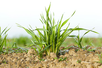 Image showing young grass plants, close-up