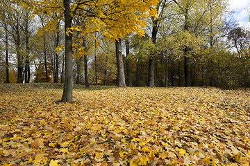 Image showing autumn in the park