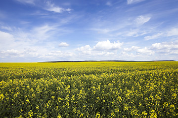 Image showing Agriculture. rape. Spring