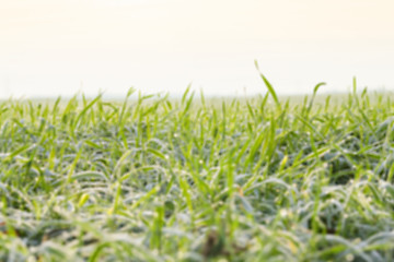 Image showing young grass plants, close-up