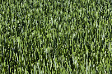 Image showing Leaves of wheat. close-up