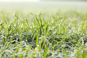 Image showing young grass plants, close-up