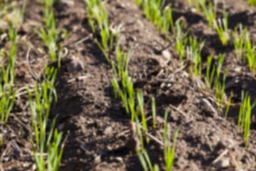 Image showing young sprouts of wheat