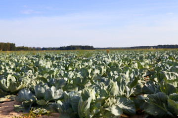 Image showing Field with cabbage, summer