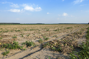 Image showing Harvesting onion field