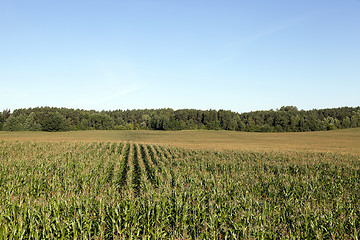 Image showing Corn field, summer time