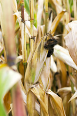 Image showing mature corn crop