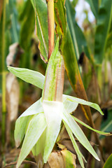 Image showing mature corn crop