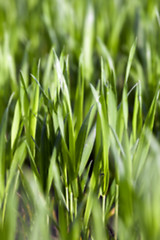 Image showing Field of wheat