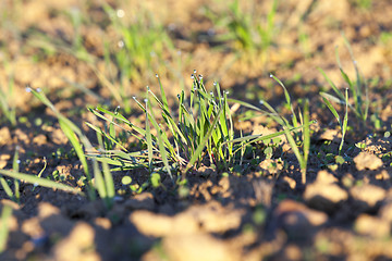 Image showing young grass plants, close-up