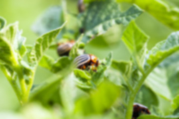 Image showing Colorado potato beetle in the field