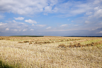 Image showing harvesting of rape