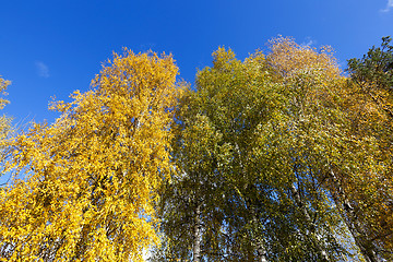 Image showing birch tree in autumn