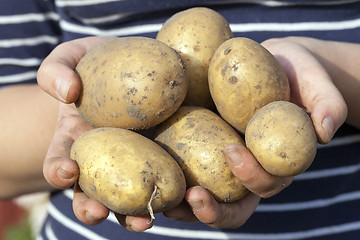 Image showing Potatoes in hand