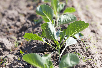 Image showing Field with cabbage