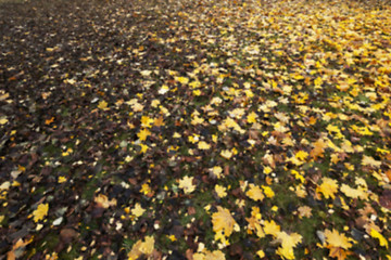 Image showing Autumn Park, overcast