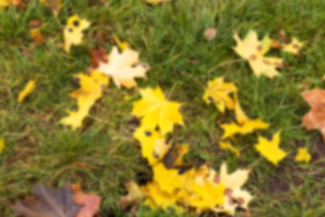 Image showing autumn in the park