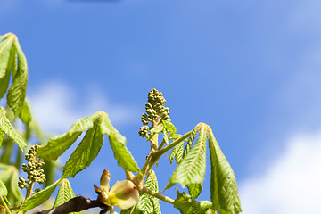 Image showing trees in the spring