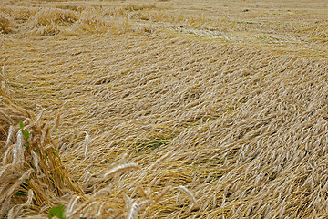 Image showing Field of cereal in the summer