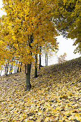 Image showing yellowing leaves on the trees