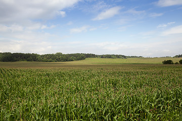 Image showing Corn field, summer