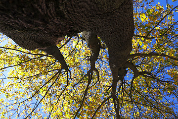 Image showing autumn in the park