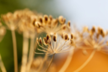 Image showing mature dill close-up