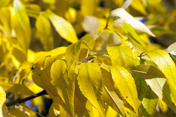 Image showing autumn in the park