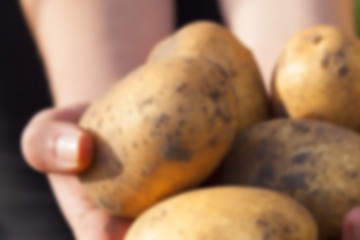 Image showing Potatoes in hand