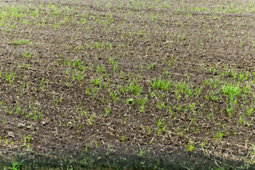 Image showing young grass plants, close-up