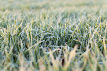 Image showing wheat during frost