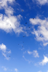 Image showing birds flying in the sky