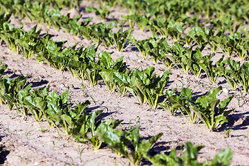 Image showing field with beetroot