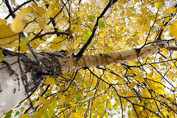 Image showing yellowing leaves on the trees