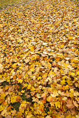 Image showing autumn in the park