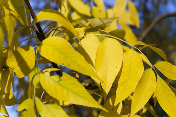 Image showing yellowing leaves on the trees