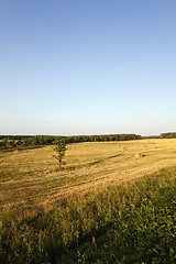 Image showing straw stack , cereals