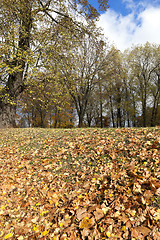 Image showing autumn in the park