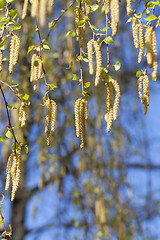 Image showing birch trees in spring