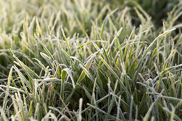 Image showing young grass plants, close-up