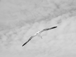 Image showing Seagull bird animal